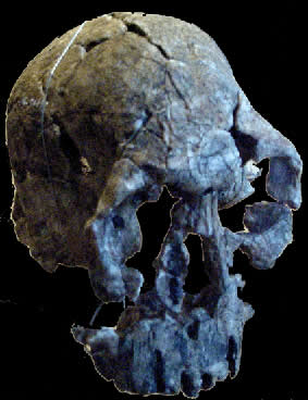 data-lemmaid="1516164">森林古猿分化出来的古猿,其化石最早于