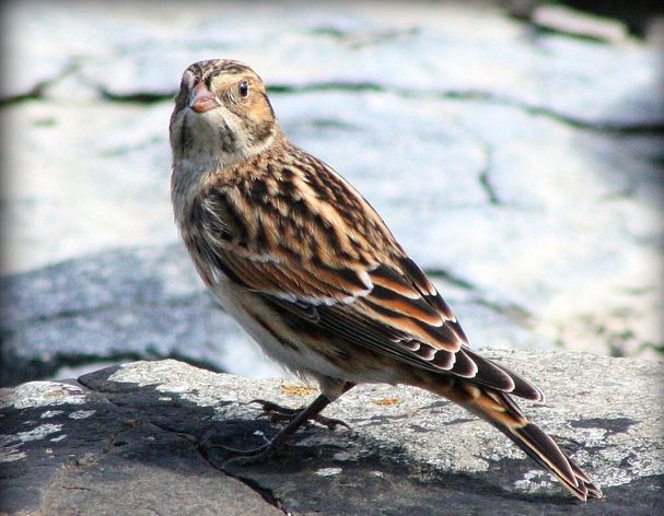  p>铁爪鹀(学名: i>calcarius lapponicus /i>)鹀科铁爪鹀属鸟类,共有