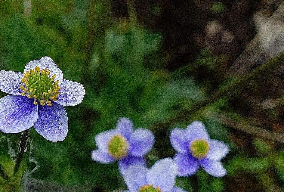  p>展毛银莲花(学名:anemone demissa hook.f.