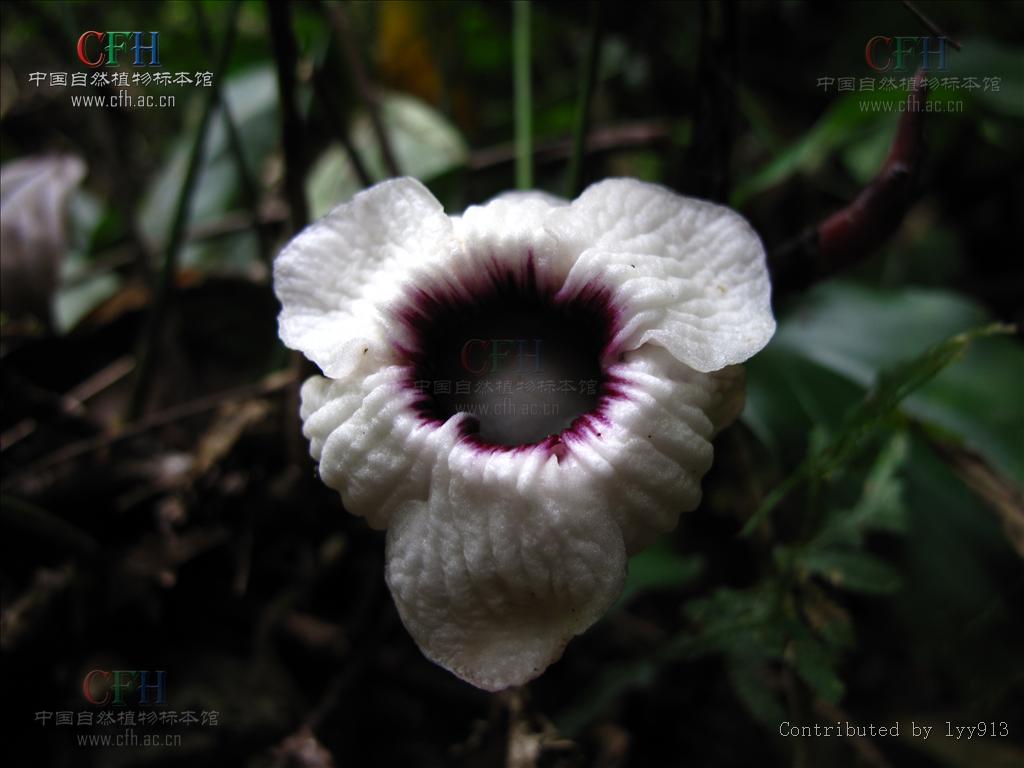  p>大花蜘蛛抱蛋 i>(学名:aspidistra tonkinensis) /i>为 a target="