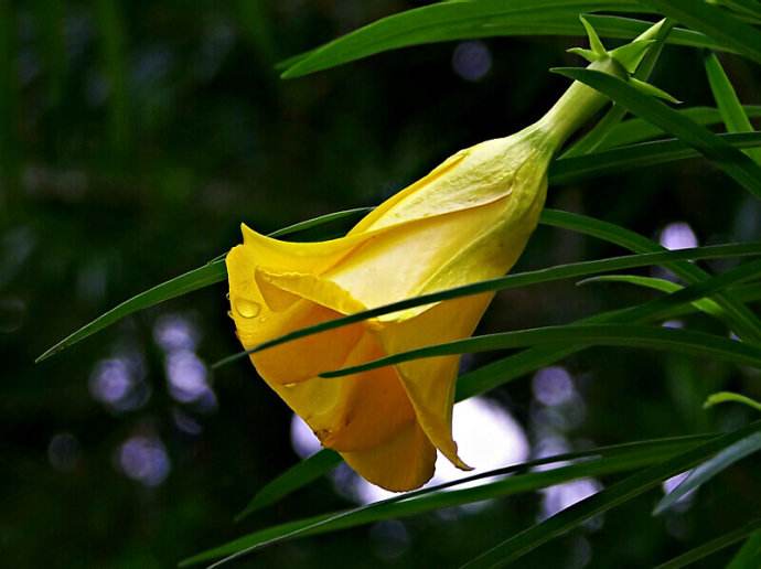 p>红酒杯花( t. peruviana),花冠红色. /p>