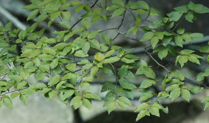  p>台湾水青冈(学名: i>fagus hayatae /i> palib.