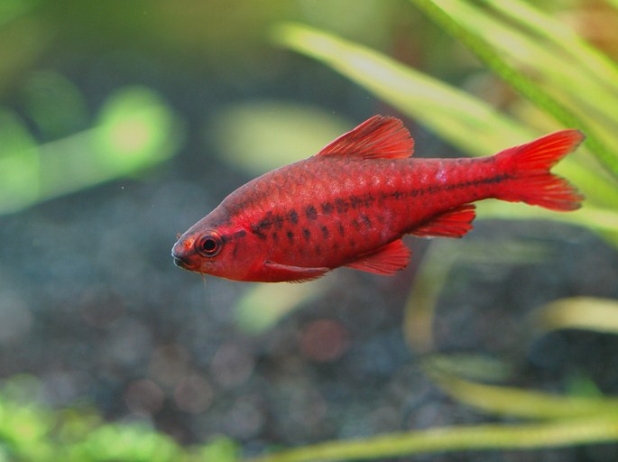  p>樱桃无须魮(puntius titteya),俗称红玫瑰鱼.