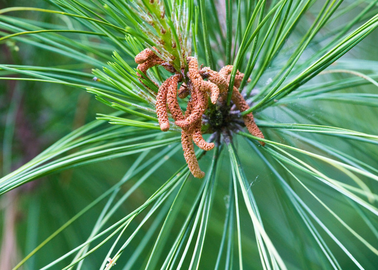 pinus taeda l.