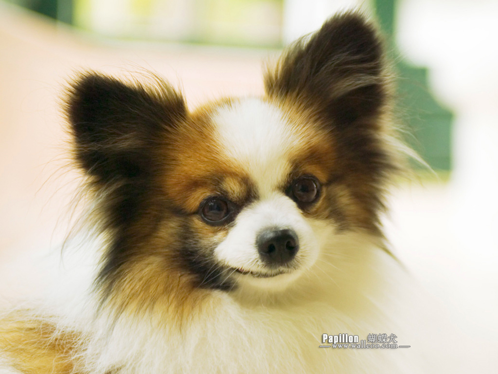  p data-id="tiqr0xvnqwhr">蝴蝶犬是食肉目犬科犬属哺乳动物.