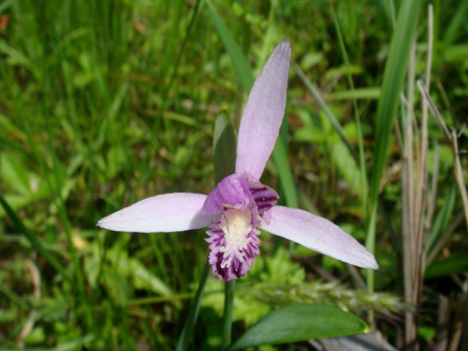  p>朱兰(学名: i>pogonia japonica /i>  rchb. f.