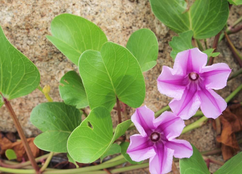 >ipomoea /i>),是 a target="_blank" href="/item/管状花目/2616285"