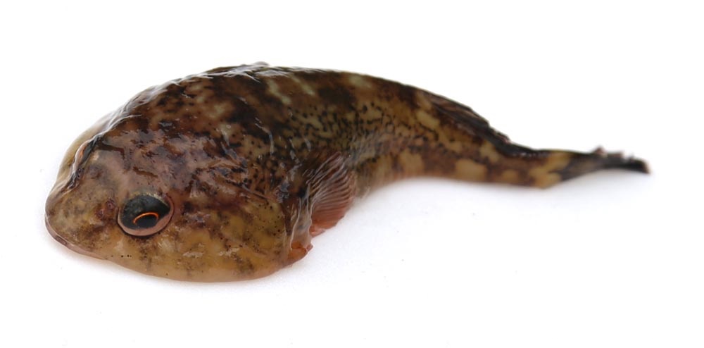 圆头新西兰喉盘鱼