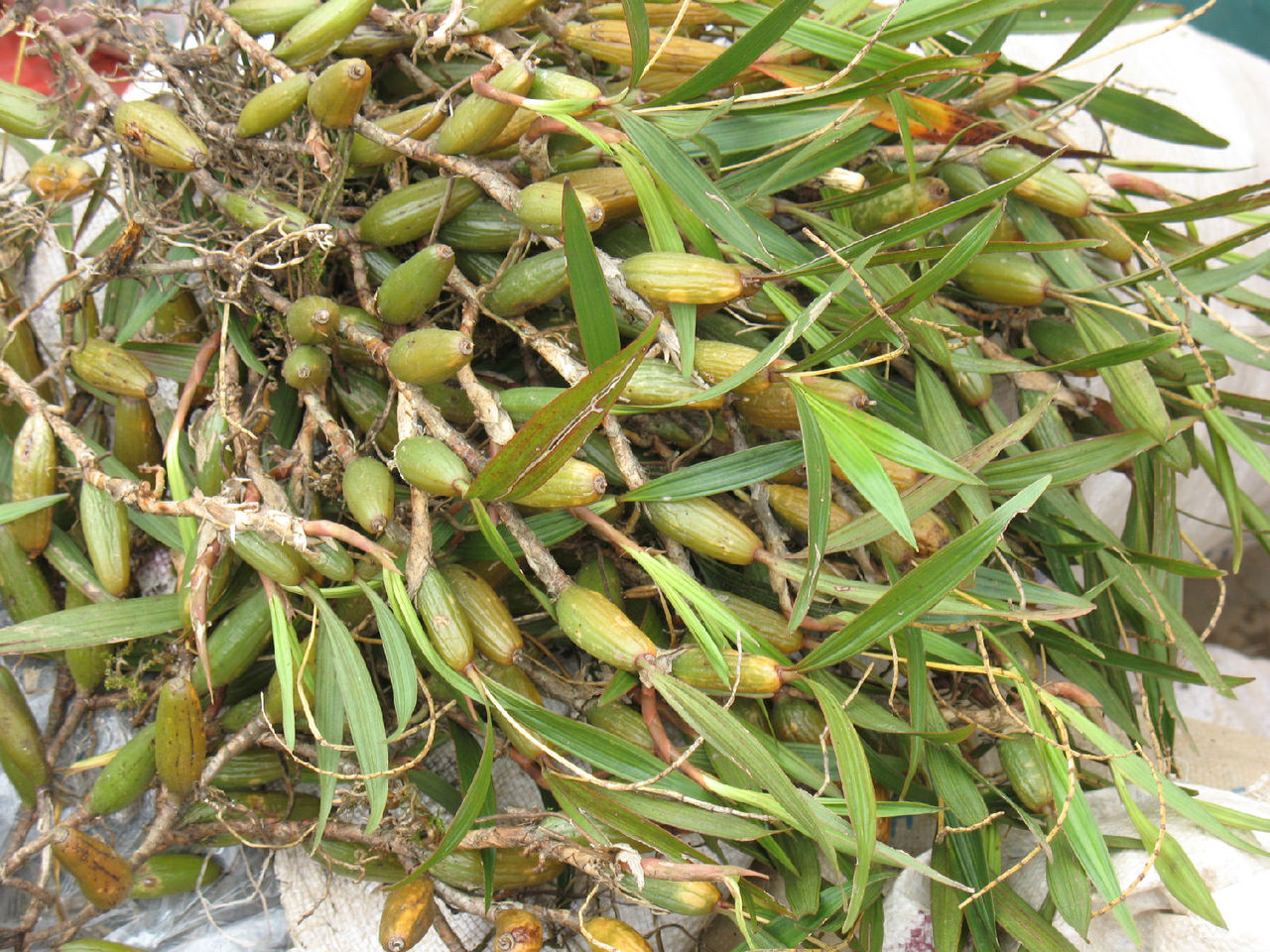  p>草石斛(学名: i>dendrobium compactum /i>  rolfe ex w.