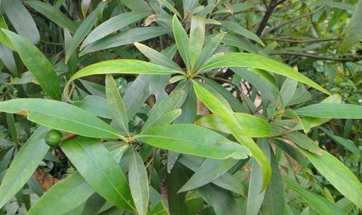  p>柳叶润楠,灌木至小乔木,通常高3—5米.