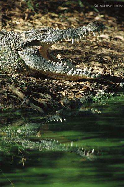  p>湾鳄(学名: i>crocodylus porosus /i>)是鳄科,鳄属的一种鳄鱼.