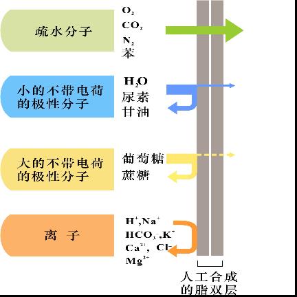 href="/item/细胞/84931" data-lemmaid="84931">细胞 /a>选择性透过