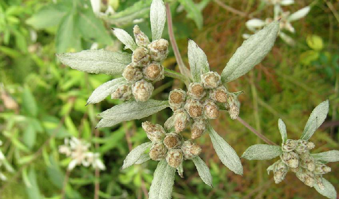  p>艾叶火绒草( a target="_blank" href="/item/学名/8074290" data