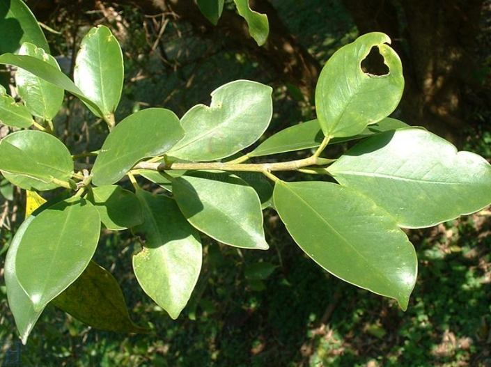 ficus concinna (miq.) miq.