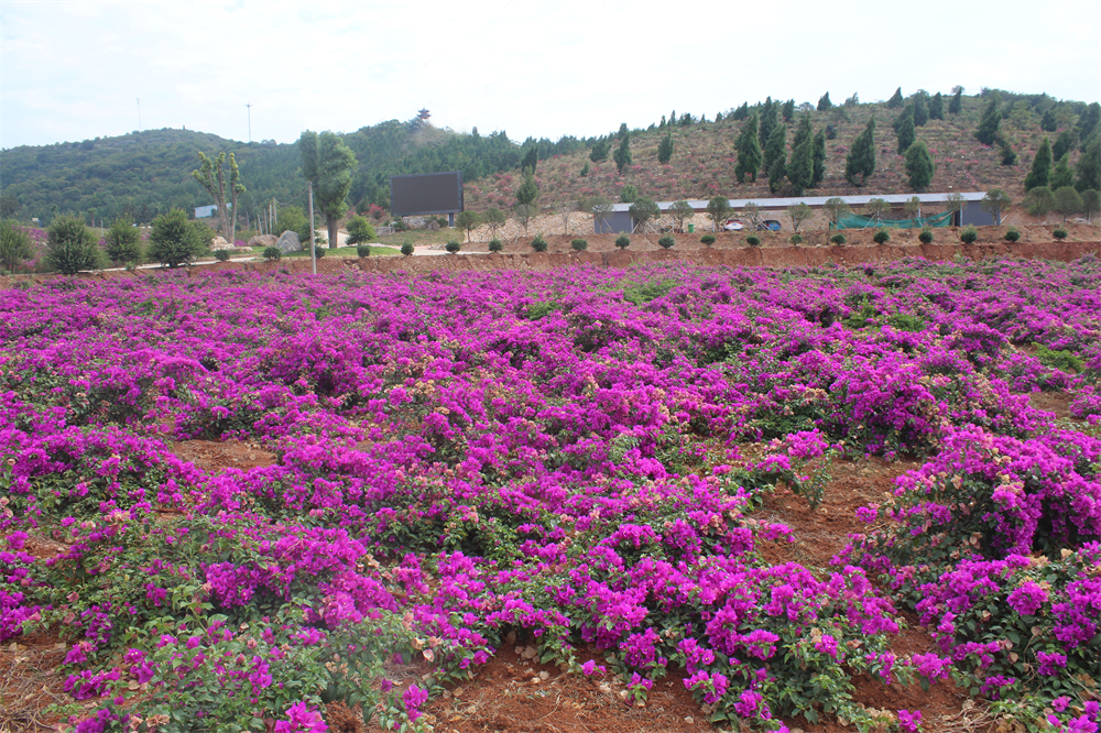 湖北省荆门市京山县