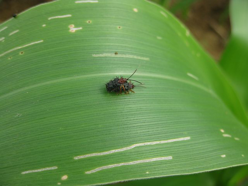  p>玉米铁甲, a target="_blank" href="/item/农业/330015" data