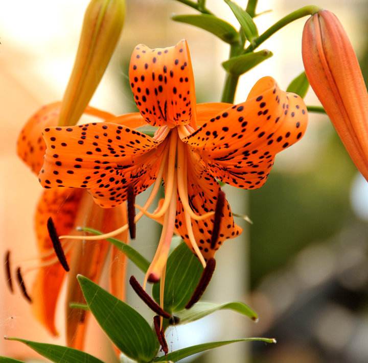 f.) ker-gawl.)是鸢尾科虎皮花属植物,球根花卉,高40～60厘米.