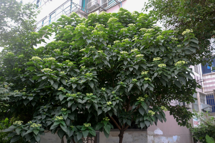 黄常山的养殖方法