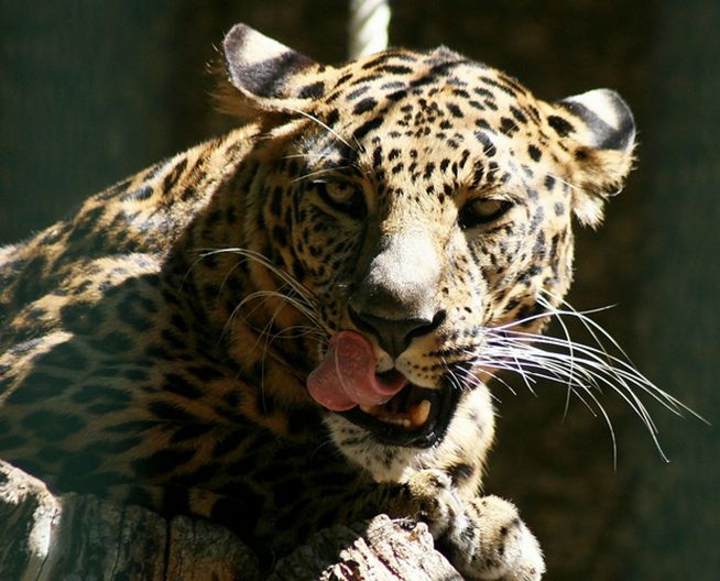 panthera pardus fusca