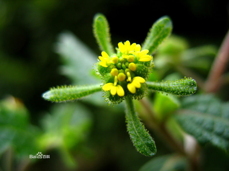 siegesbeckia pubescens