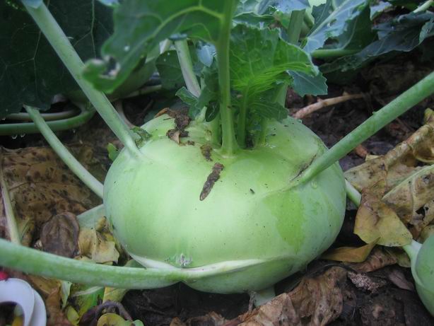  p>肉质根是萝卜,胡萝卜,甜菜的变态根.