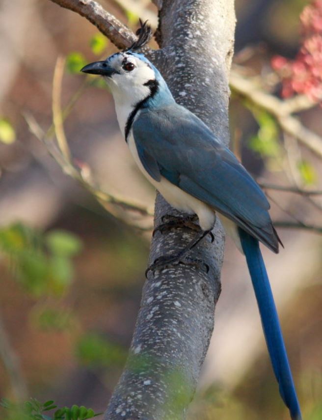  p>黑喉鹊鸦(学名: i>calocitta colliei /i>):体重225–251克,体长58