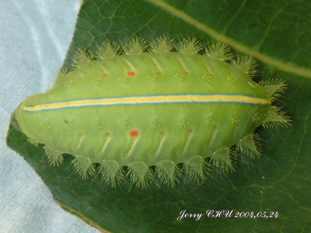  p>扁刺蛾, i>thosea sinensis /i>,为鳞翅目, a href="#">刺蛾科 /a>