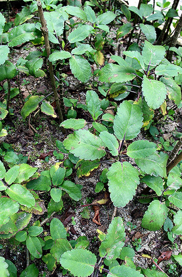  p>落地生根(学名: i>bryophyllum pinnatum /i>  (lam.