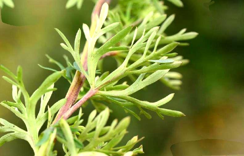  p>伏毛铁棒锤 (学名: i>aconitum flavum /i> hand.-mazz.