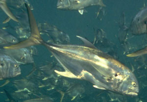  p>燕尾鲳( a href="#" data-lemmaid="8074290">学名 /a>:pampus