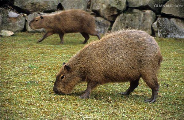  p>水豚(学名: i>hydrochoerus hydrochaeris /i>):是一种半水栖的 a