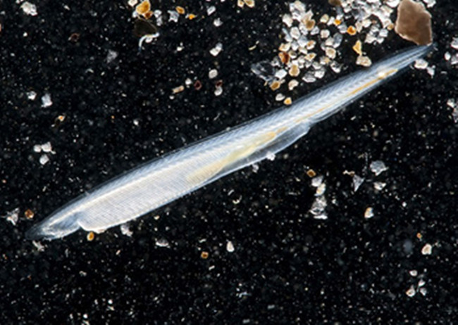 白氏鳃口文昌鱼