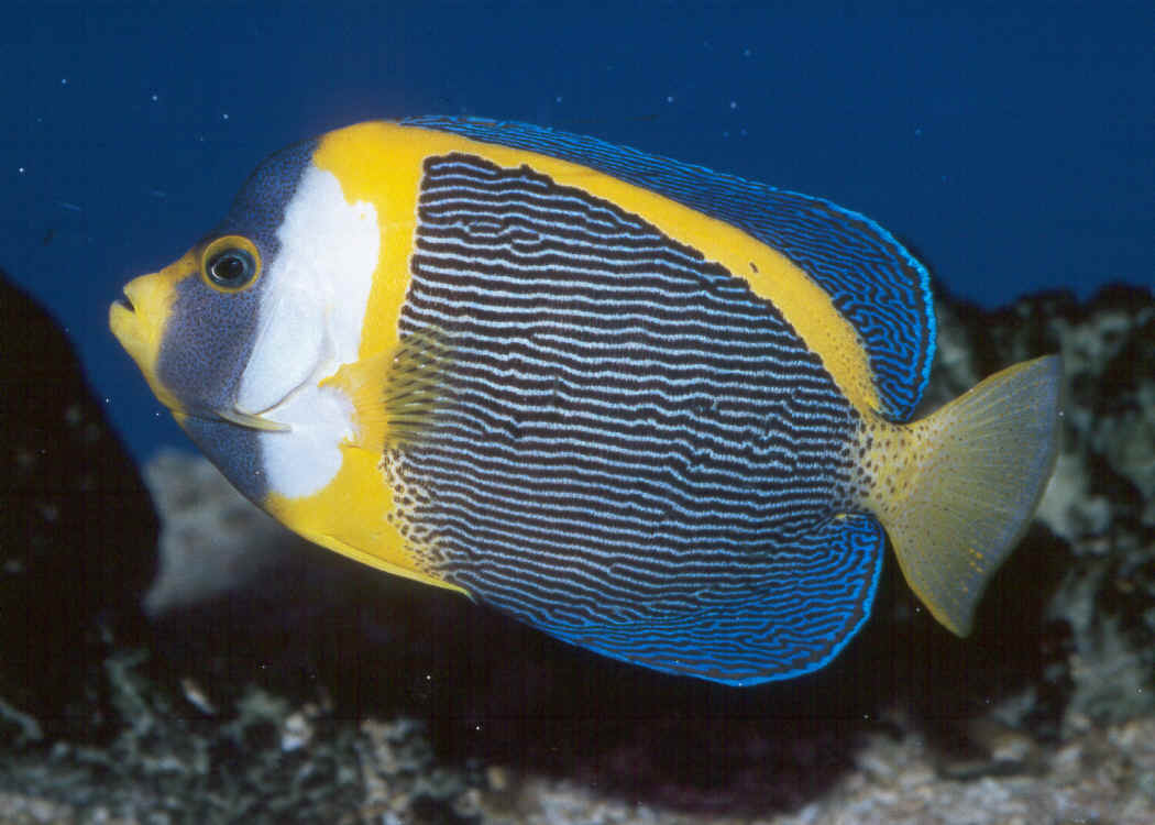  p>黑宝马种属 a href="#">棘蝶鱼 /a>科,身体大部分是黑色,带着灰色