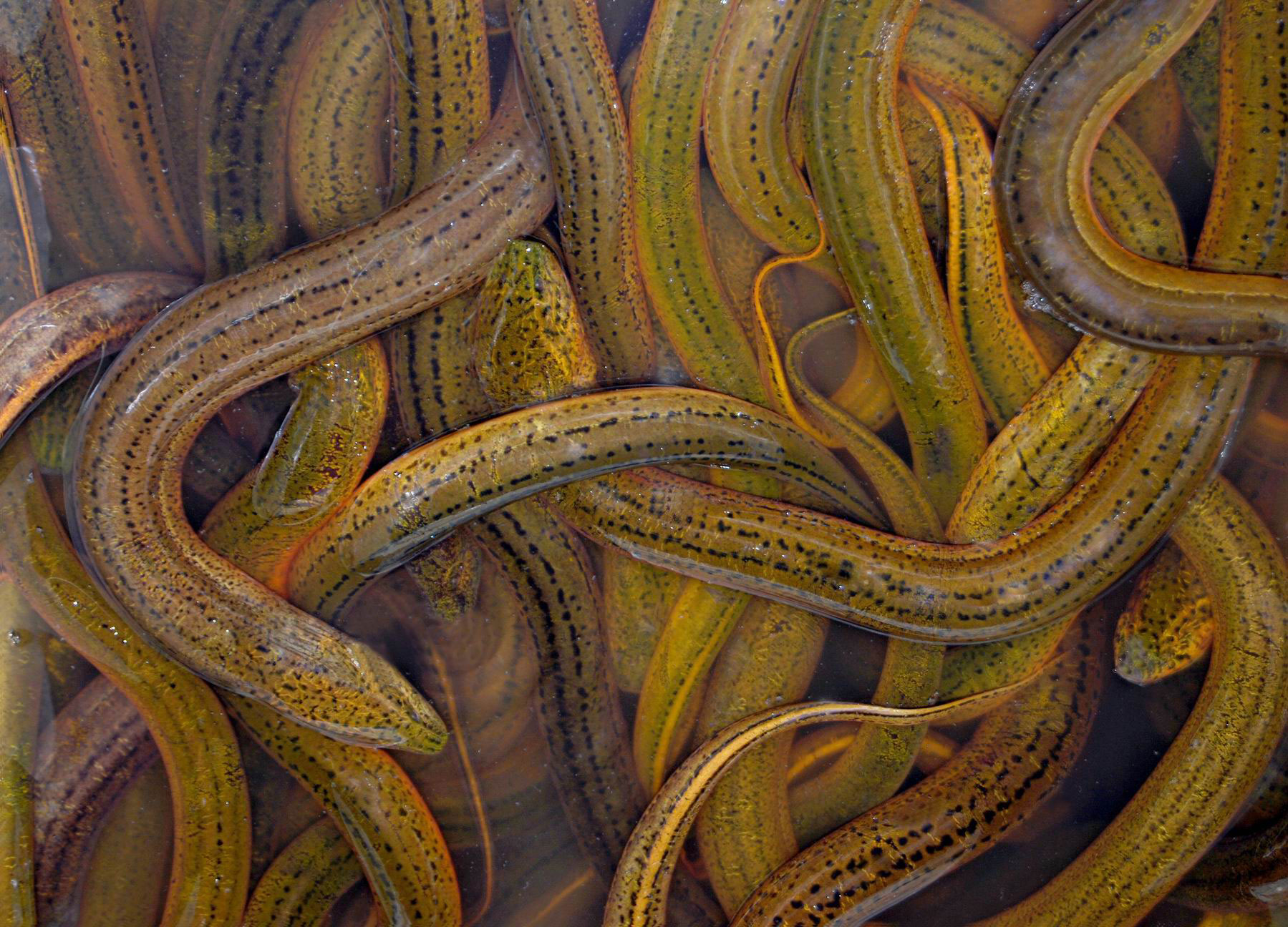  p>合鳃鱼目属于 a href="#" data-lemmaid="1195405">硬骨鱼纲 /a>