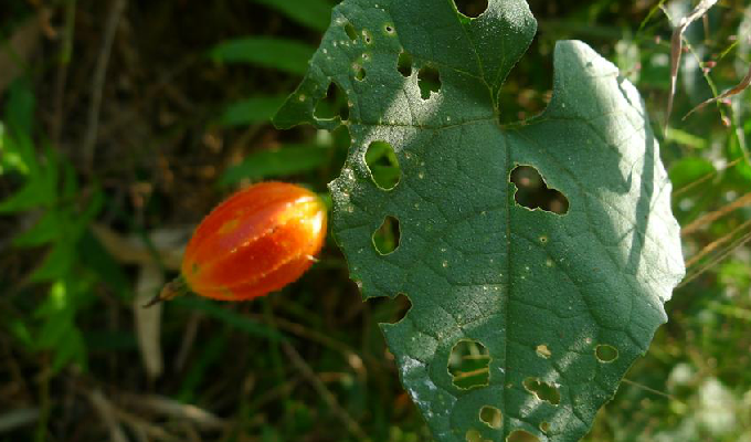  p>金瓜属( a target="_blank" href="/item/学名/8074290" data