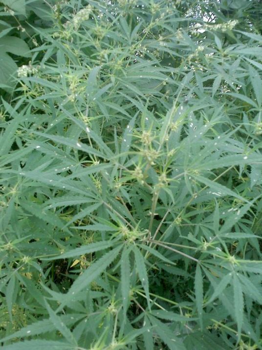 大麻草 百度百科