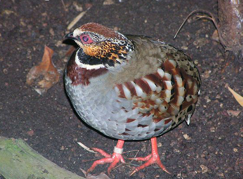  p>白额山鹧鸪(学名: i>arborophila gingica /i>):体长约30厘米,体重