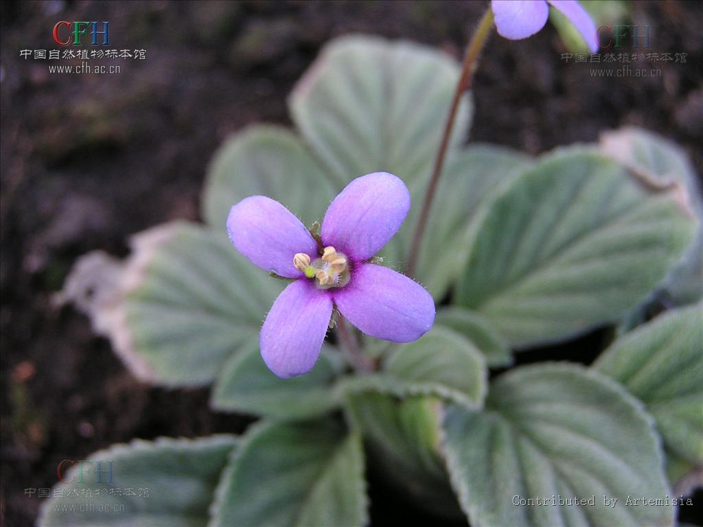 lomatogoniopsis alpina t. n. ho et s. w. liu