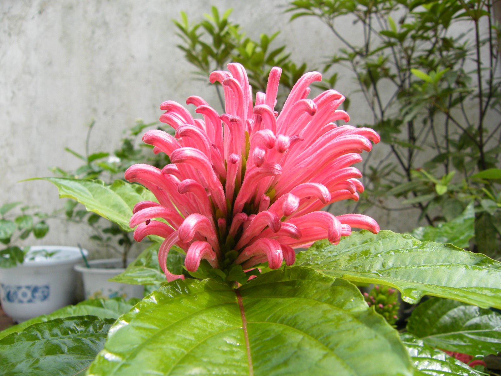  p>珊瑚花(jatropha multifida l.