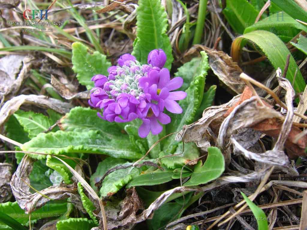 hepatica henryi (oliv.) steward