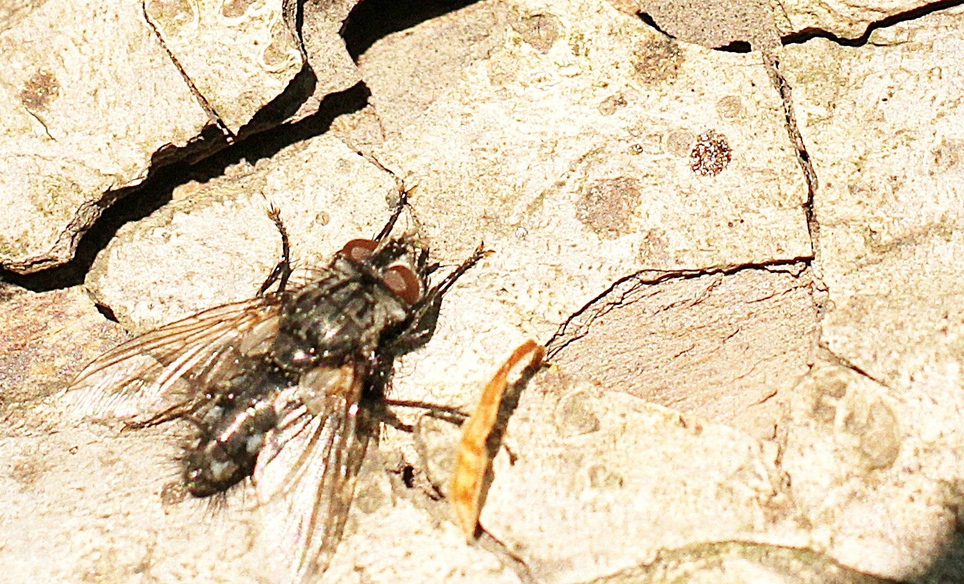  p>舍蝇: a target="_blank" href="/item/蝇