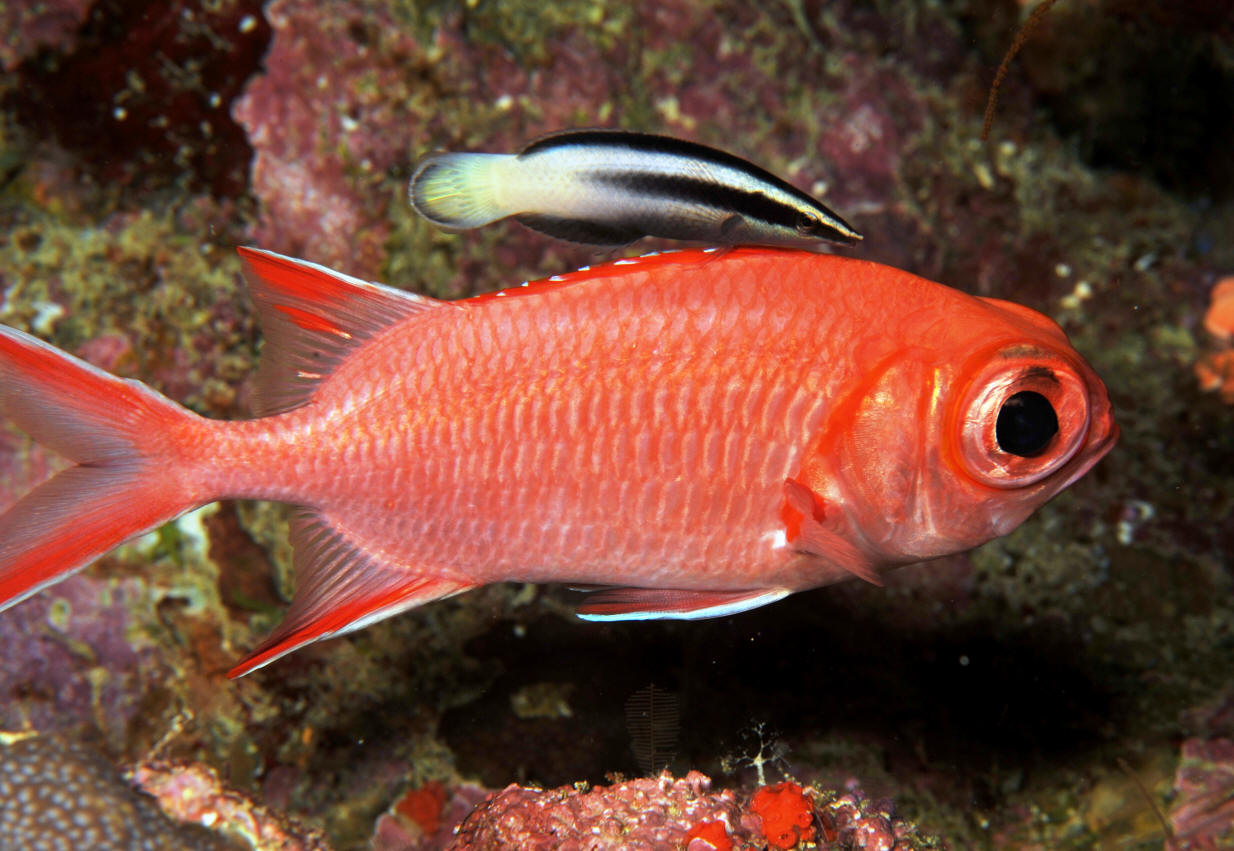 属于观赏鱼类.性情温和,负责给其他鱼类看病.是有名的"鱼医生".