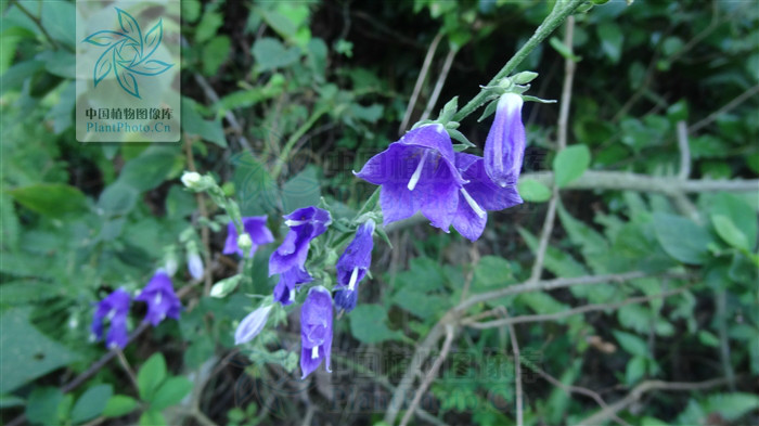  p>华东杏叶沙参〔拉丁学名: i>adenophora hunanensis /i> nannf.