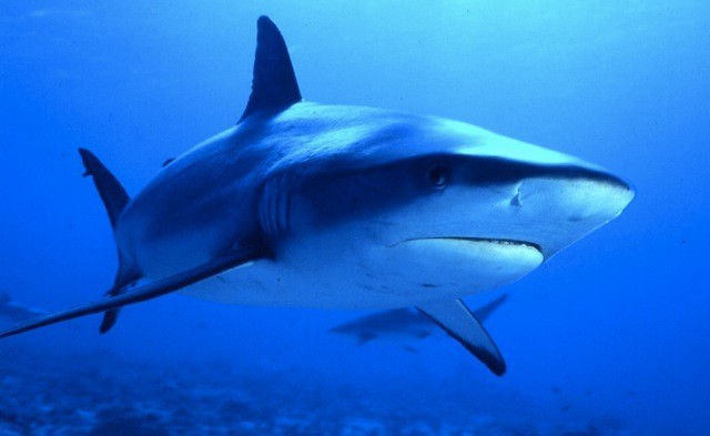  p>钝吻真鲨(学名: i>carcharhinus amblyrhynchos /i>)是真鲨科,真鲨