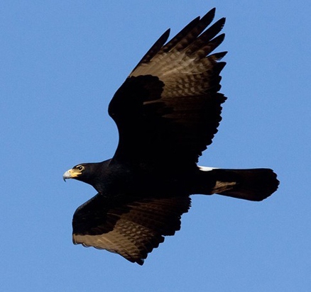  p>黑雕(学名: i>aquila verreauxii /i>):是鹰科,雕属的物种.