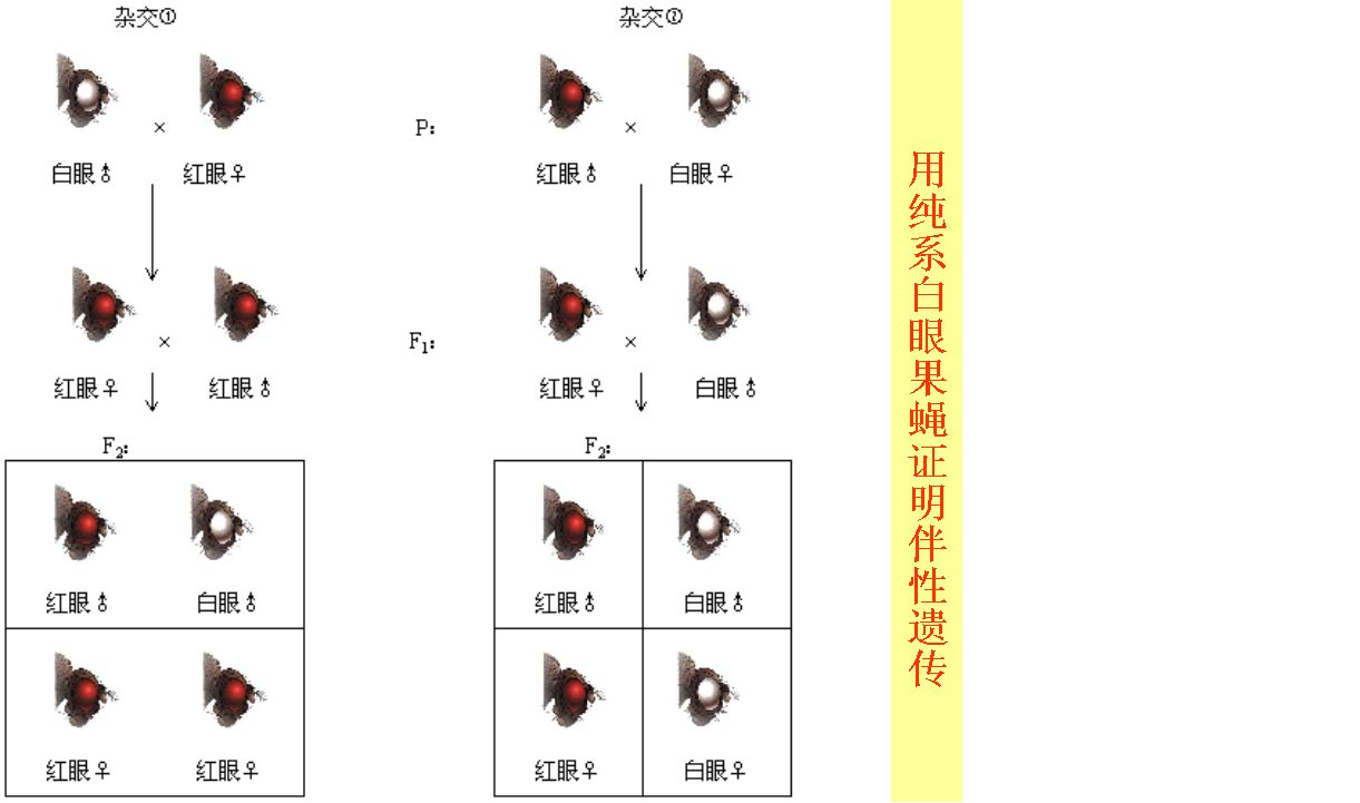 噬菌体必须在活菌内寄生,有严格的宿主特异性,其取决于噬菌体吸附器官