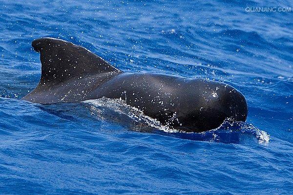  p>短肢领航鲸(学名:globicephala macrorhynchus),其主要特征是前额