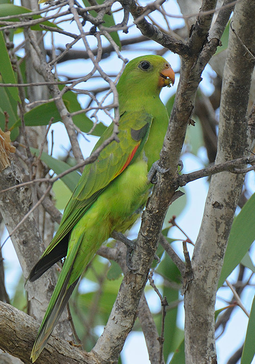  p>红翅鹦鹉是典型的 a target="_blank" href="/item/攀禽/2021723"