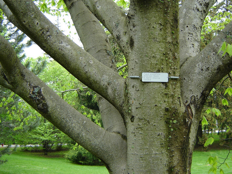 为山毛榉目 a target="_blank" href="/item/壳斗科/7640479" data