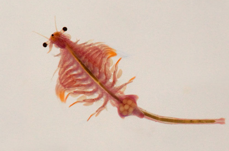  p>卤虫(brine shrimp)也称盐水 a>丰年虫 /a>.